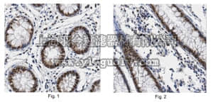 merck millipore,默克密理博,ABE421,Anti-GATA-like protein 1 Antibody