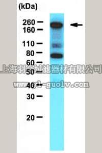 merck millipore,默克密理博,ABE42,Anti-TAF(II)250 Antibody