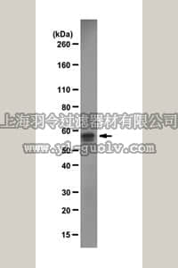 merck millipore,默克密理博,ABE431,Anti-PTBP2 Antibody