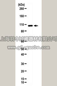 merck millipore,默克密理博,ABE433,Anti-L3MBTL1 Antibody