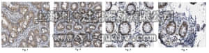 merck millipore,默克密理博,ABE438,Anti-Apobec1 Antibody