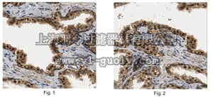 merck millipore,默克密理博,ABE439,Anti-DNA repair protein XRCC3 Antibody