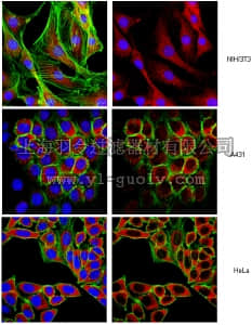 merck millipore,默克密理博,ABE43,Anti-Ebp1 NT Antibody