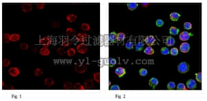 merck millipore,默克密理博,ABE440,Anti-RAG-1 Antibody