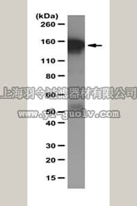 merck millipore,默克密理博,ABE443,Anti-SPT5 Antibody