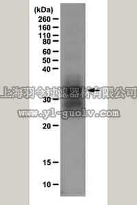 merck millipore,默克密理博,ABE446,Anti-Monomethyl Histone H1 (Lys26) Antibody