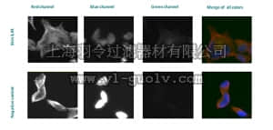 merck millipore,默克密理博,ABE451,Anti-Arylhydrocarbon receptor Antibody