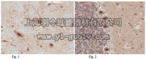 merck millipore,默克密理博,ABE457,Anti-c-Fos Antibody