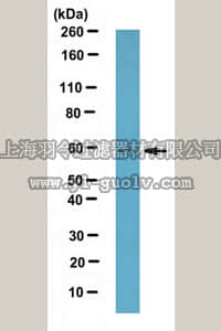 merck millipore,默克密理博,ABE467,Anti-MSL3-like 1 Antibody
