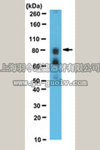 merck millipore,默克密理博,ABE472,Anti-WAC Antibody, NT
