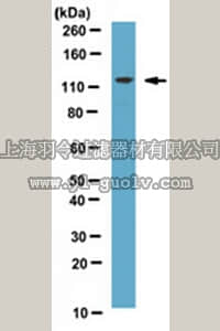 merck millipore,默克密理博,ABE473,Anti-hRNF20 Antibody