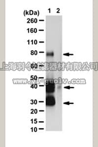 merck millipore,默克密理博,ABE476,Anti-GAL4 Antibody (activation domain)