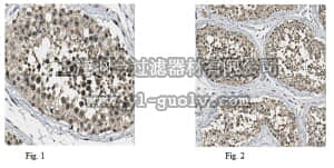 merck millipore,默克密理博,ABE477,Anti-BRD2 Antibody