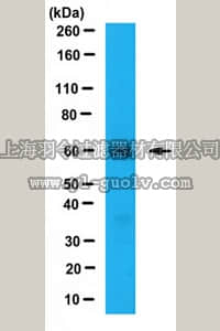 merck millipore,默克密理博,ABE479,Anti-hMOF Antibody