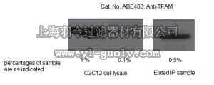 merck millipore,默克密理博,ABE483,Anti-TFAM Antibody
