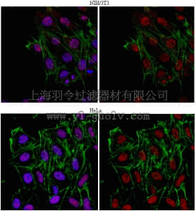 merck millipore,默克密理博,ABE48,Anti-NELF-E Antibody