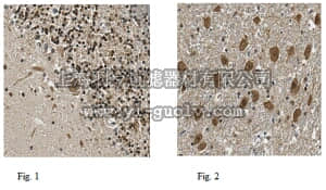 merck millipore,默克密理博,ABE490,Anti-NSD2 Antibody