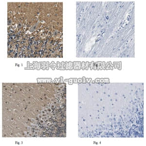 merck millipore,默克密理博,ABE491,Anti-Histone-lysine N-methyltransferase NSD3 Antibody