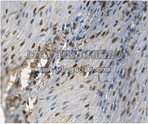 merck millipore,默克密理博,ABE496,Anti-Lysine-specific demethylase 5C Antibody