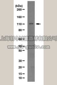 merck millipore,默克密理博,ABE498,Anti-Lysine-specific demethylase 7 Antibody