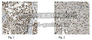 merck millipore,默克密理博,ABE499,Anti-JMJD2D Antibody