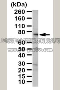 merck millipore,默克密理博,ABE500,Anti-WBP-7 Antibody