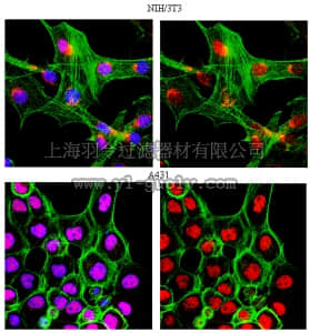 merck millipore,默克密理博,ABE52,Anti-Cyclin D Antibody