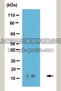 merck millipore,默克密理博,ABE535,Anti-acetyl Histone H4 Antibody (Lys5)