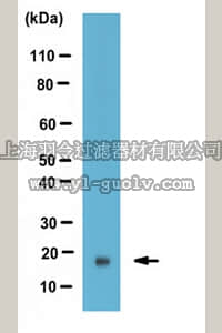 merck millipore,默克密理博,ABE539,Anti-acetyl Histone H3 Antibody (Lys 14)