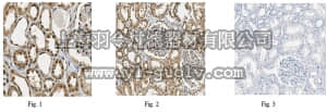 merck millipore,默克密理博,ABE543,Anti-PRDM16 Antibody