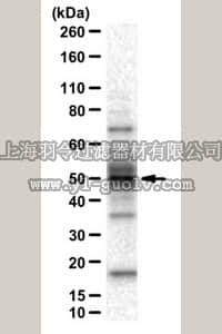 merck millipore,默克密理博,ABE547,Anti-ALKBH5 Antibody