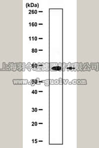 merck millipore,默克密理博,ABE556,Anti-Methyltransferase-like protein 13 Antibody