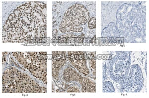 merck millipore,默克密理博,ABE558,Anti-Ku70 Protein Antibody