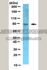 merck millipore,默克密理博,ABE559,Anti-Xrcc1 Antibody