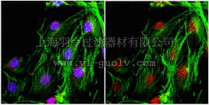 merck millipore,默克密理博,ABE55,Anti-Maf-B Antibody