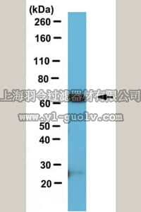 merck millipore,默克密理博,ABE571,Anti-SOX9 Antibody