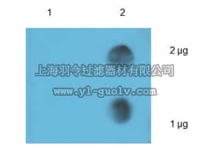 merck millipore,默克密理博,ABE572,Anti-N6-methyladenosine (m6A) Antibody