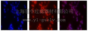 merck millipore,默克密理博,ABE573,Anti-Zeb2 Antibody