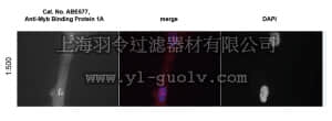 merck millipore,默克密理博,ABE577,Anti-Myb Binding Protein 1A Antibody