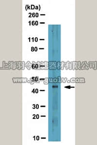 merck millipore,默克密理博,ABE57,Anti-LMX-1.2 Antibody