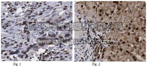 merck millipore,默克密理博,ABE580,Anti-FKBP5 Antibody