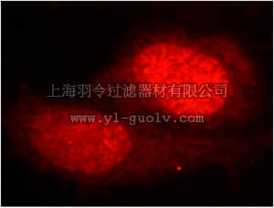 merck millipore,默克密理博,ABE582,Anti-HEXIM1 Antibody