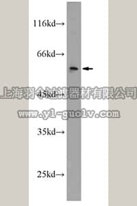 merck millipore,默克密理博,ABE583,Anti-CSTF1 Antibody