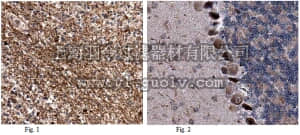 merck millipore,默克密理博,ABE585,Anti-TRAF3 Antibody