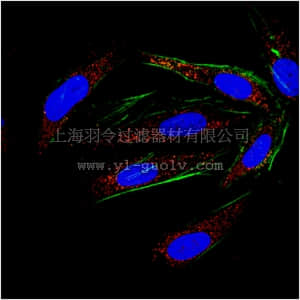 merck millipore,默克密理博,ABE586,Anti-TGFB2-Specific Antibody