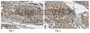 merck millipore,默克密理博,ABE597,Anti-PIWI-L1 Antibody