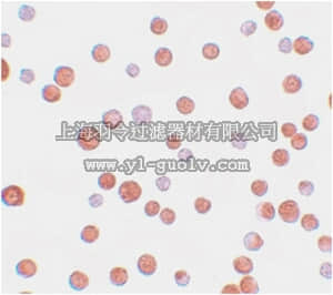 merck millipore,默克密理博,ABE598,Anti-TCF12 Antibody
