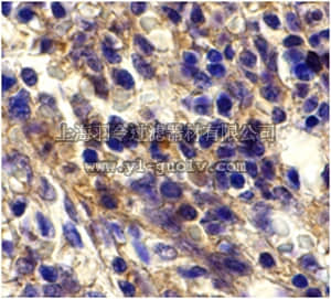 merck millipore,默克密理博,ABE604,Anti-Bonzo Antibody