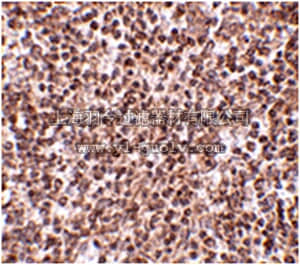 merck millipore,默克密理博,ABE605,Anti-TREX1 Antibody