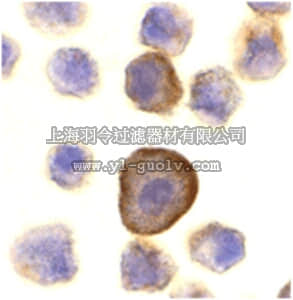 merck millipore,默克密理博,ABE606,Anti-PERP Antibody